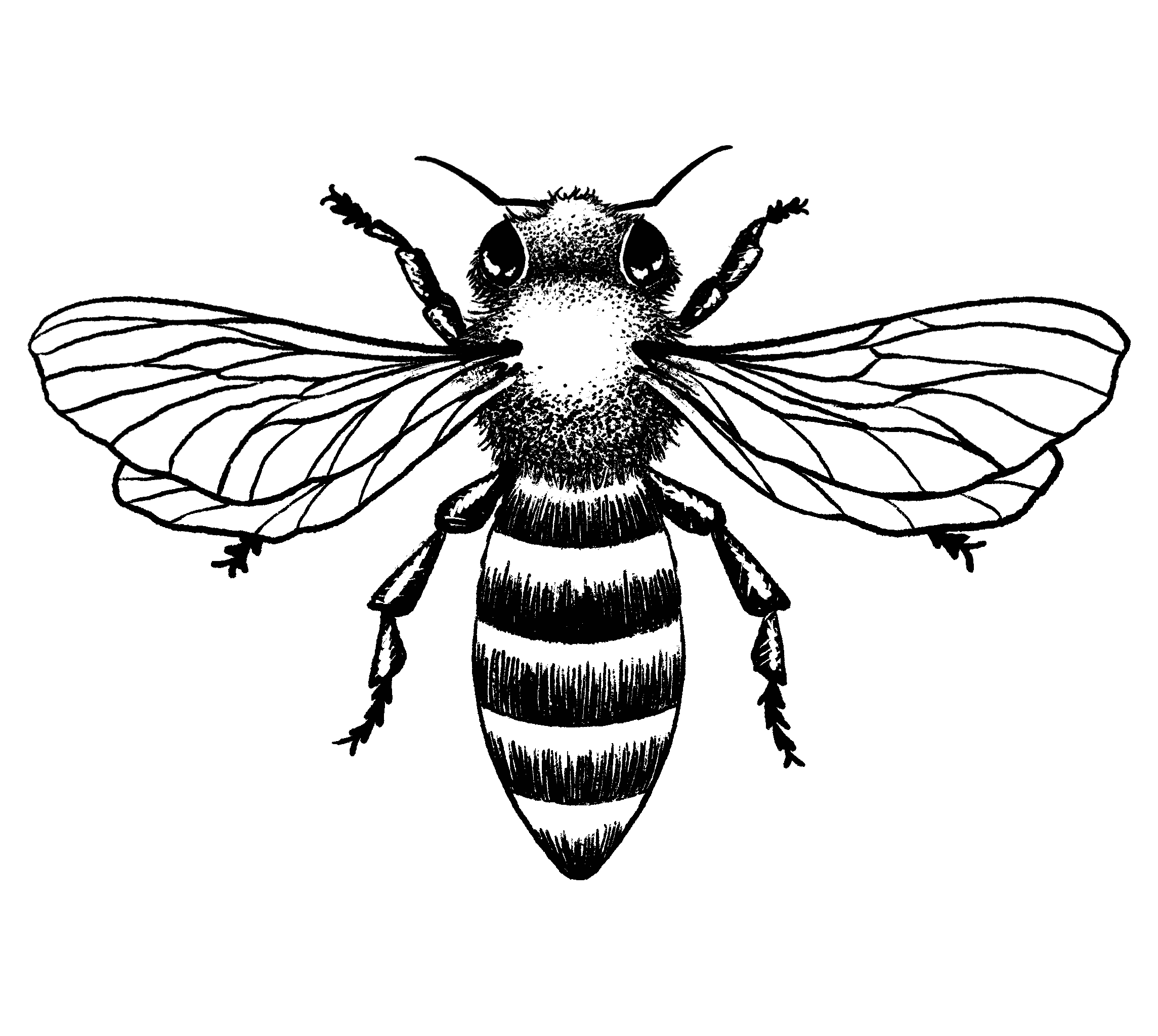 beehivecollectiv